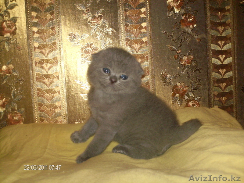 Продам Британско - Шотландских котят. - Изображение #1, Объявление #283723