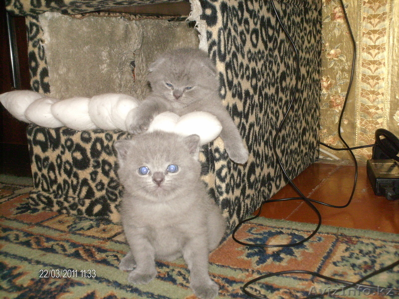 Продам породистых Шотландских котят. - Изображение #2, Объявление #283700
