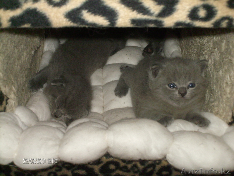 Продам породистых Шотландских котят. - Изображение #3, Объявление #283700