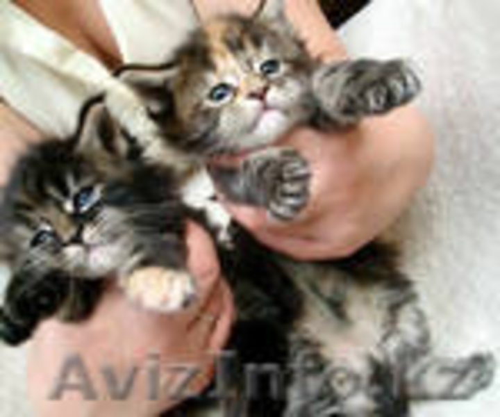 Отдам красивых котят в хорошие руки - Изображение #1, Объявление #309604