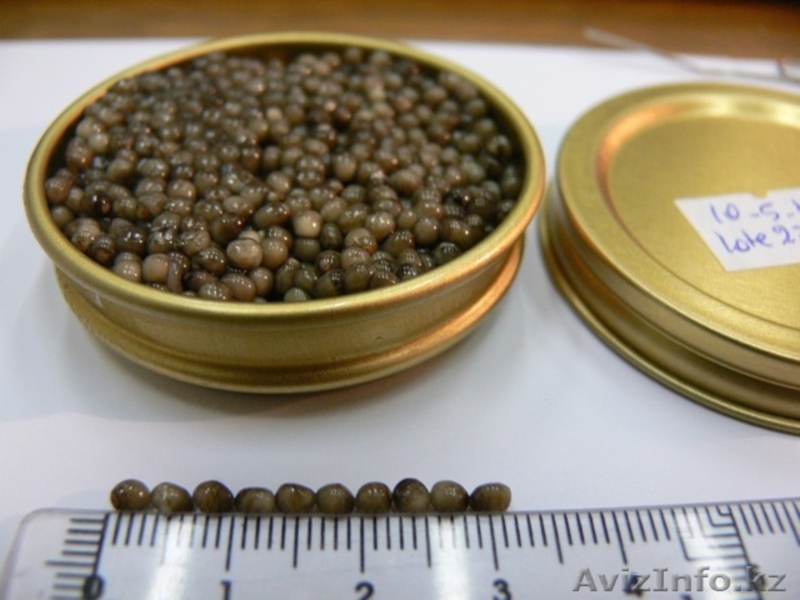 икра осетровой рыбы - Изображение #10, Объявление #128482