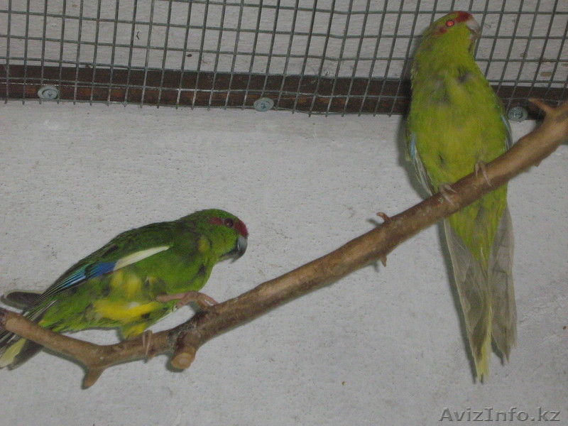 попугайчики Какарики - Изображение #3, Объявление #291393