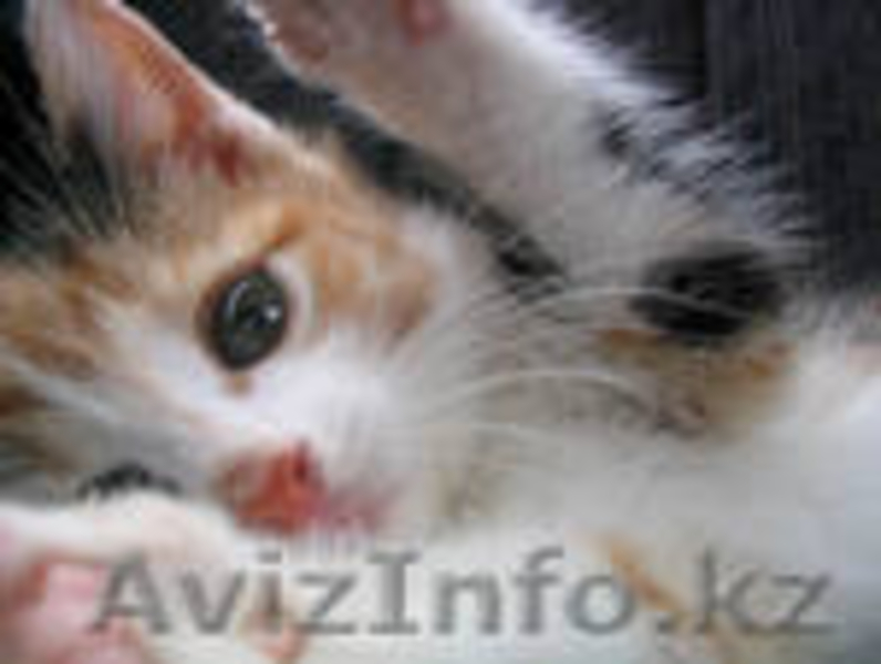 Отдам красивых котят в хорошие руки - Изображение #2, Объявление #309604