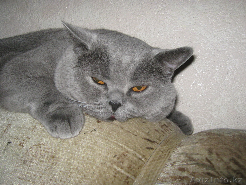 Кот британец предлагает свои услуги для вязки - Изображение #3, Объявление #243229