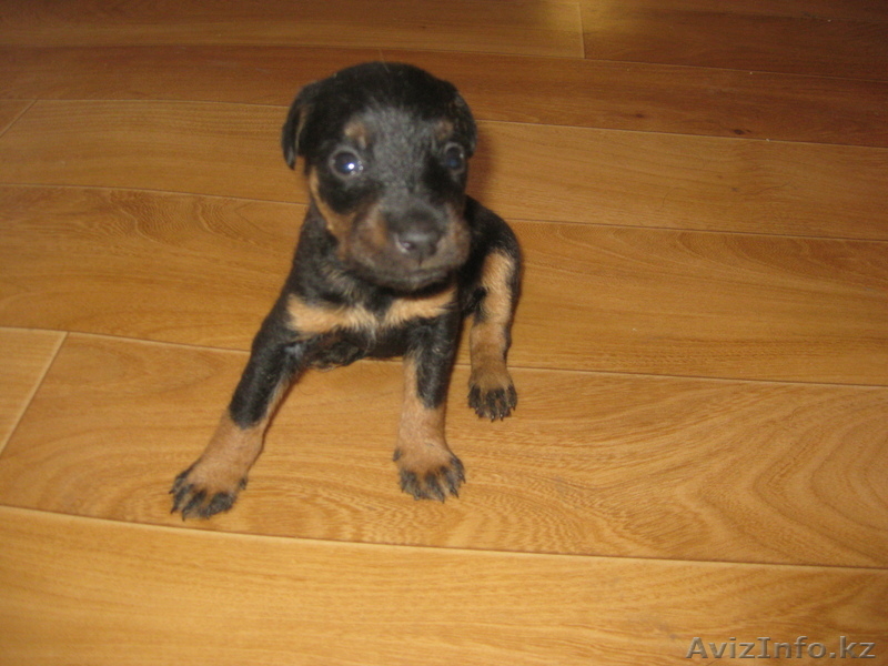 щенки ягдтерьера - Изображение #2, Объявление #300452