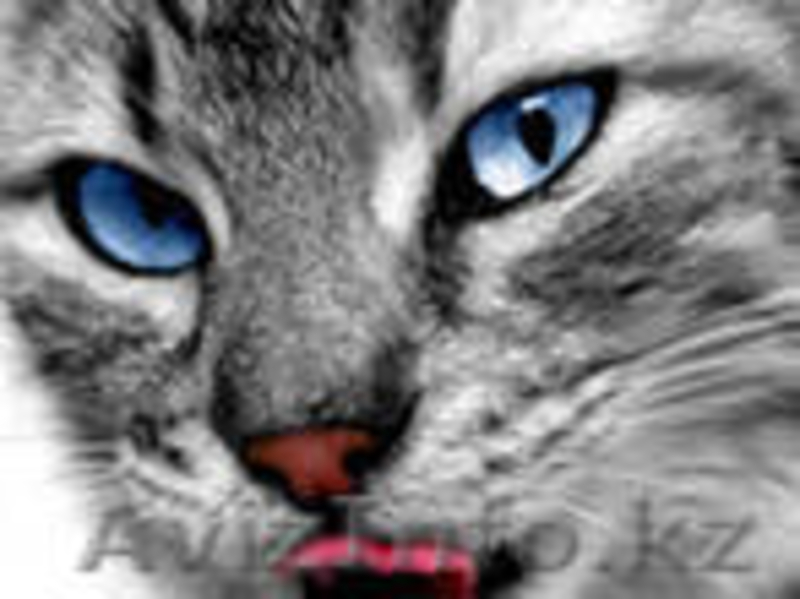 Отдам красивых котят в хорошие руки - Изображение #3, Объявление #309604