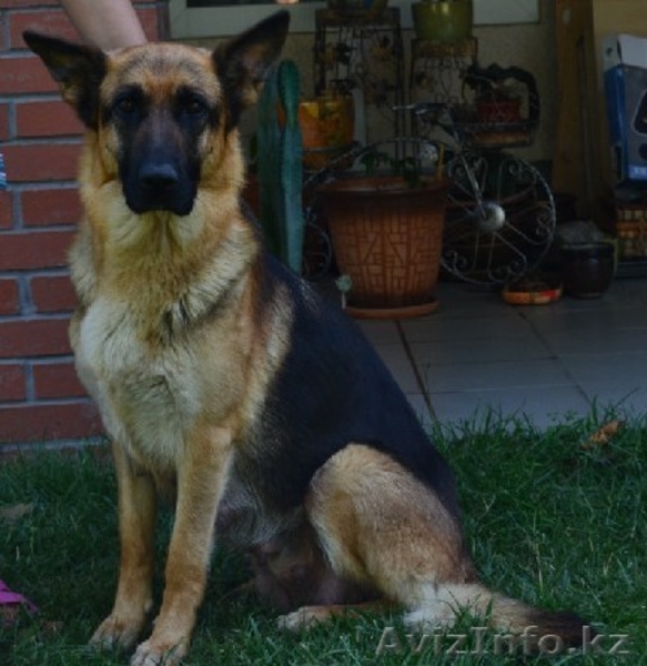 Продам щенков немецокй овчарки! - Изображение #2, Объявление #318006