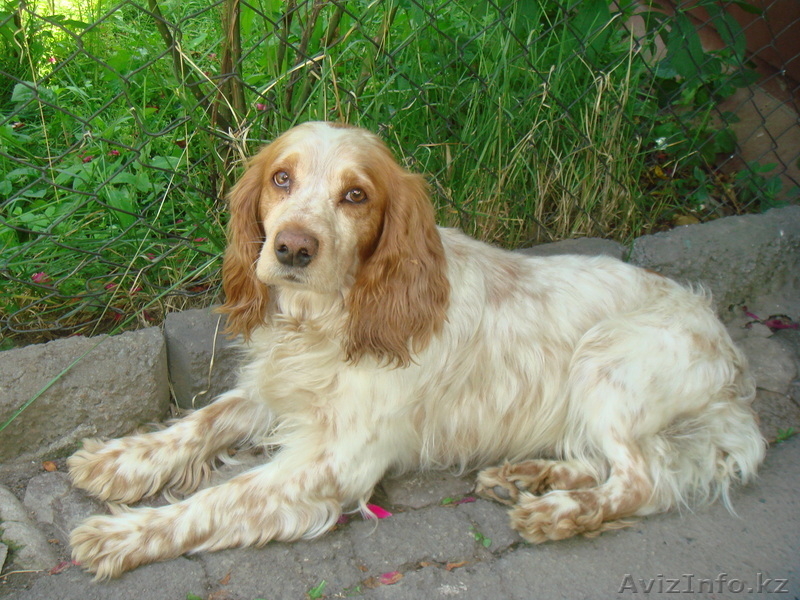 ищу собаку для вязки - Изображение #1, Объявление #313562