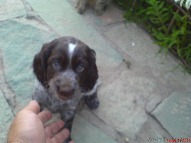 Коричнево-пегая спаниелька - Изображение #1, Объявление #328023