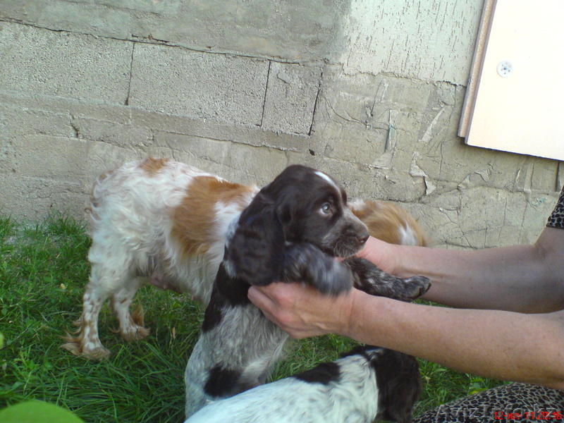 Коричнево-пегая спаниелька - Изображение #2, Объявление #328023