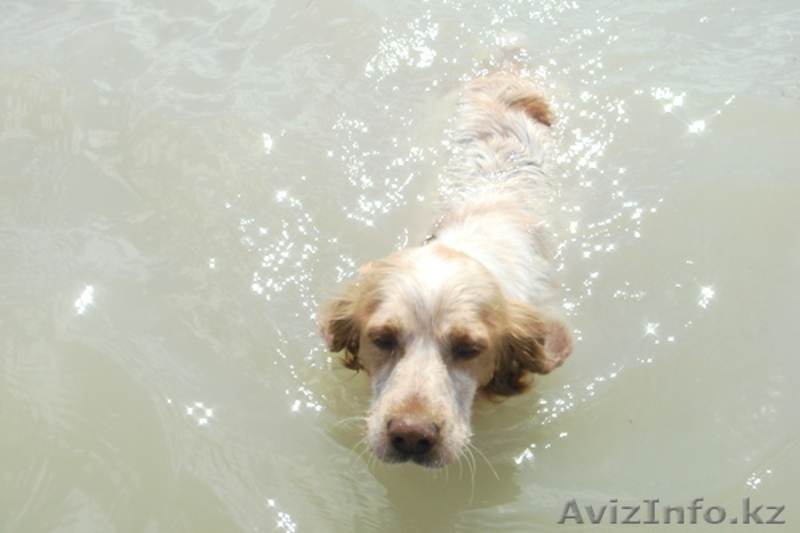 ищу собаку для вязки - Изображение #2, Объявление #313562