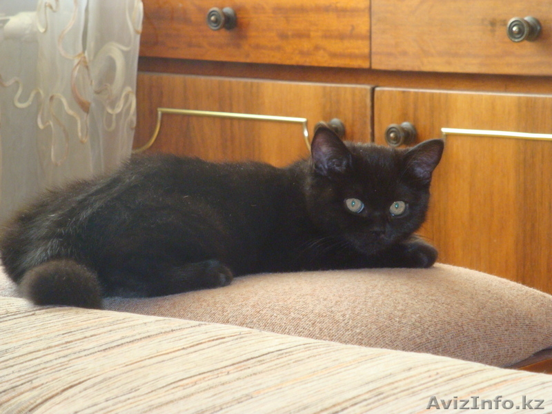 Кошка Британская!!! - Изображение #1, Объявление #318902