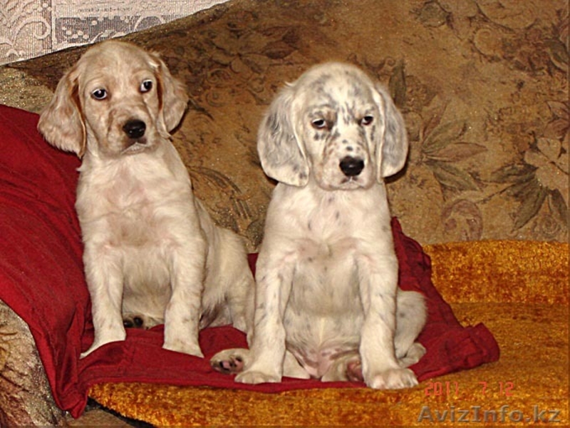 Продаются щенки английского сеттера от рабочиз производителей - Изображение #3, Объявление #334971