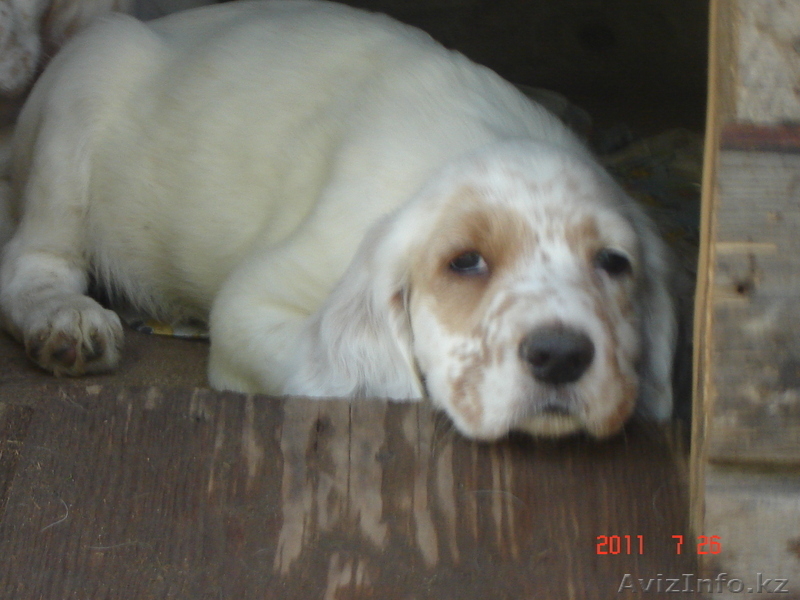 Продаются щенки английского сеттера от рабочиз производителей - Изображение #4, Объявление #334971
