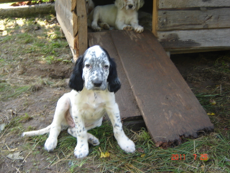 Продаются щенки английского сеттера от рабочиз производителей - Изображение #5, Объявление #334971