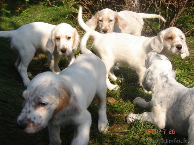 Продаются щенки английского сеттера от рабочиз производителей - Изображение #6, Объявление #334971