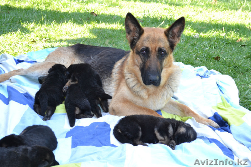 Продам щенков немецокй овчарки! - Изображение #1, Объявление #318006