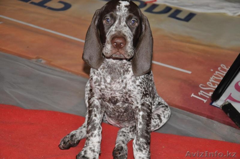 щенки курцхаара от рабочих производителей - Изображение #1, Объявление #271085