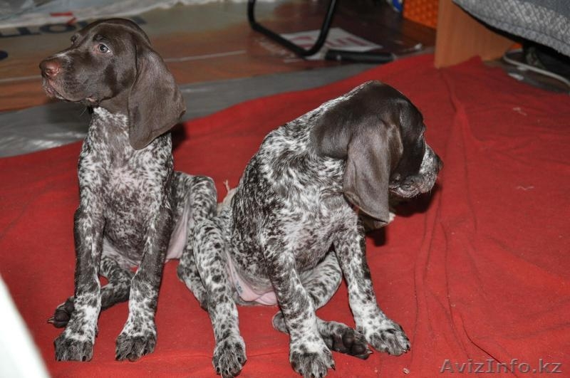 Курцхаар,продам щенков - Изображение #1, Объявление #323700