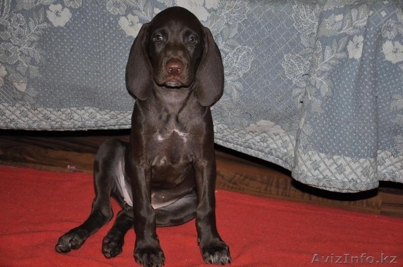 Курцхаар,продам щенков - Изображение #3, Объявление #323700