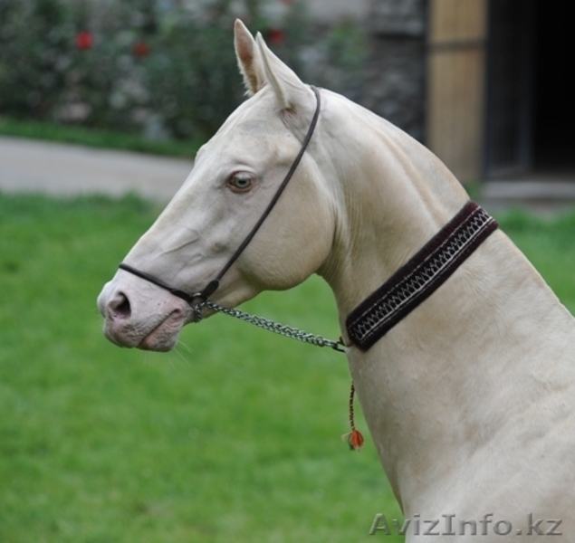 Лошади ахалтекинской породы - Изображение #1, Объявление #331931