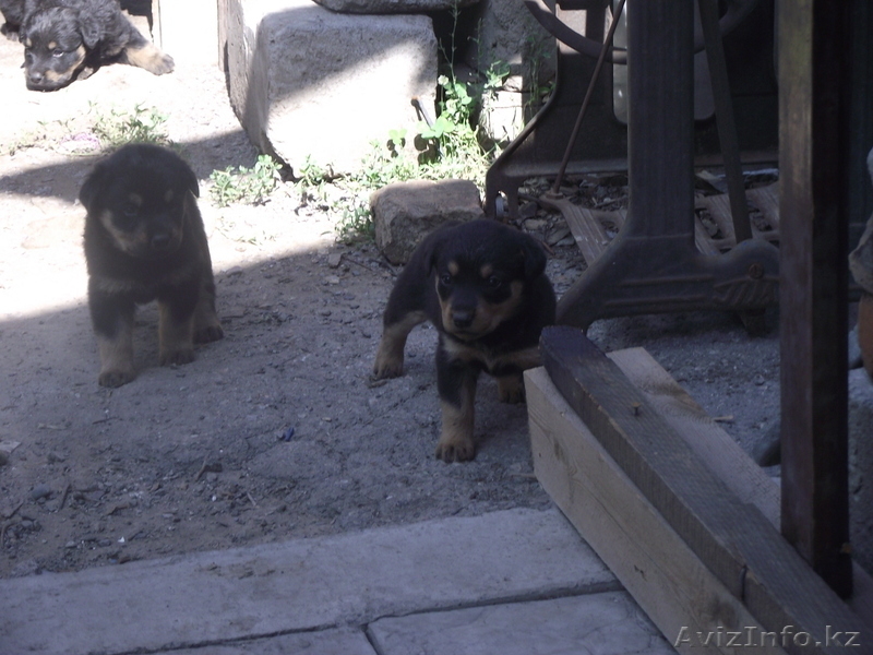 Щенки!Отличные сторожевые собаки - Изображение #2, Объявление #312893