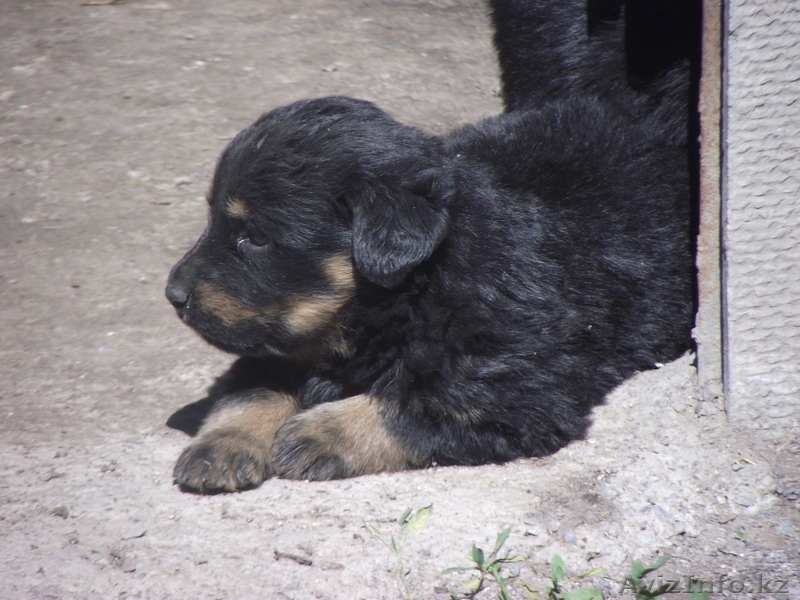 Щенки!Отличные сторожевые собаки - Изображение #1, Объявление #312893