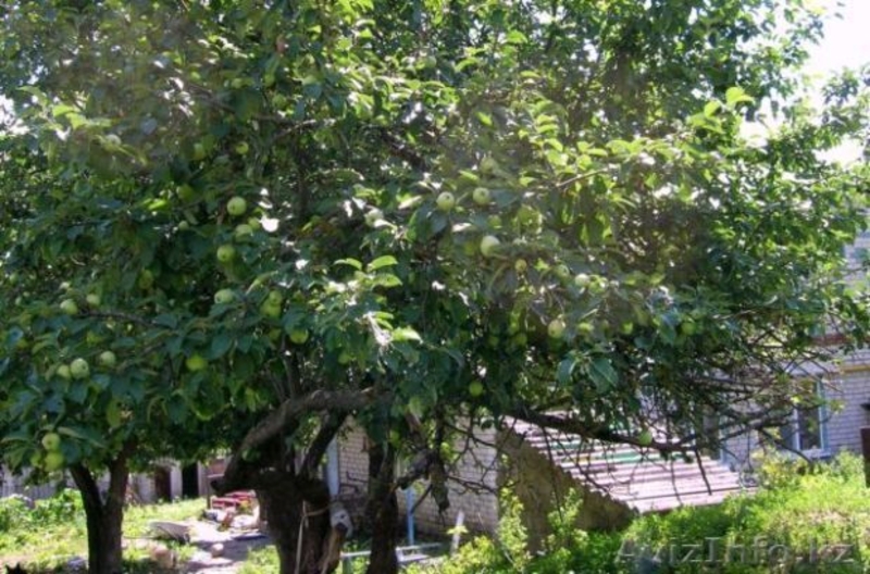 ПРОДАМ ДОМ КИРПИЧНЫЙ В БЕЛГОРОДСКОЙ ОБЛ. - Изображение #3, Объявление #317881