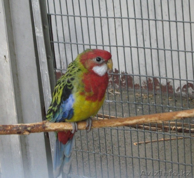 ПЁСТРАЯ РОЗЕЛЛА - Изображение #1, Объявление #315819