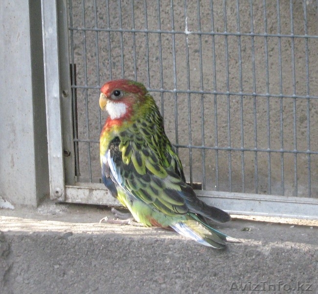 ПЁСТРАЯ РОЗЕЛЛА - Изображение #2, Объявление #315819