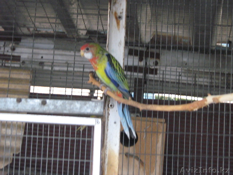 ПЁСТРАЯ РОЗЕЛЛА - Изображение #4, Объявление #315819