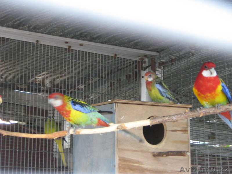 ПЁСТРАЯ РОЗЕЛЛА - Изображение #3, Объявление #315819