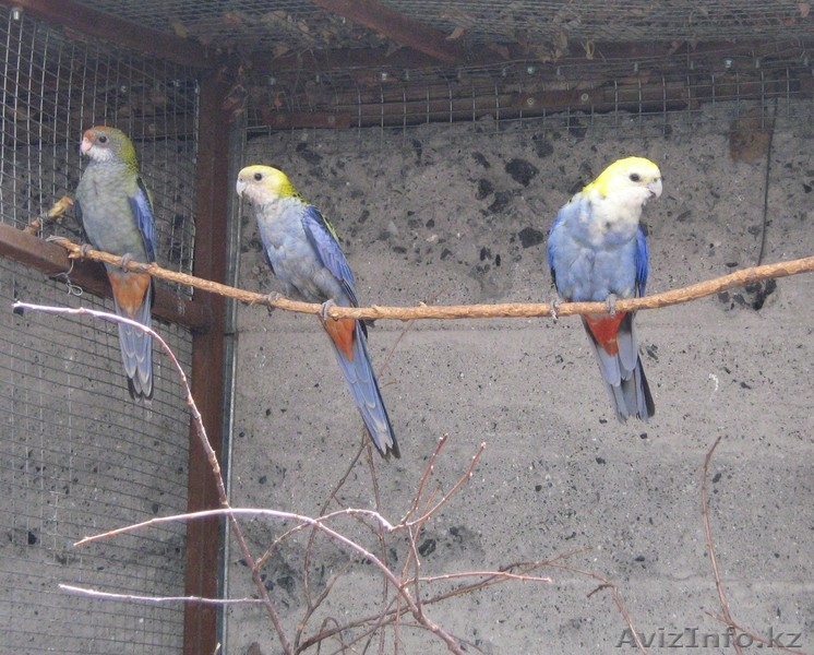 БЛЕДНОГОЛОВАЯ РОЗЕЛЛА - Изображение #3, Объявление #315836