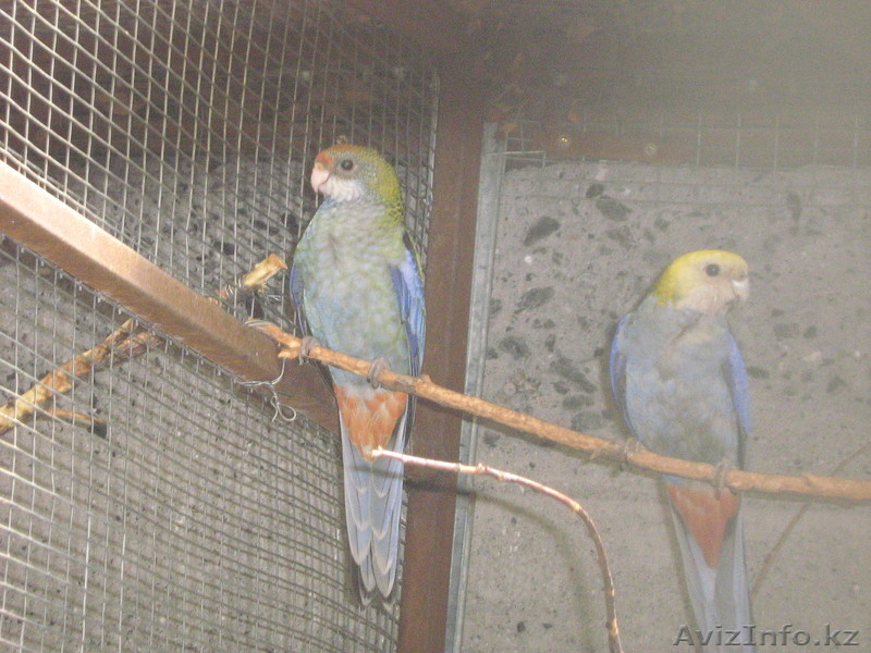 БЛЕДНОГОЛОВАЯ РОЗЕЛЛА - Изображение #2, Объявление #315836