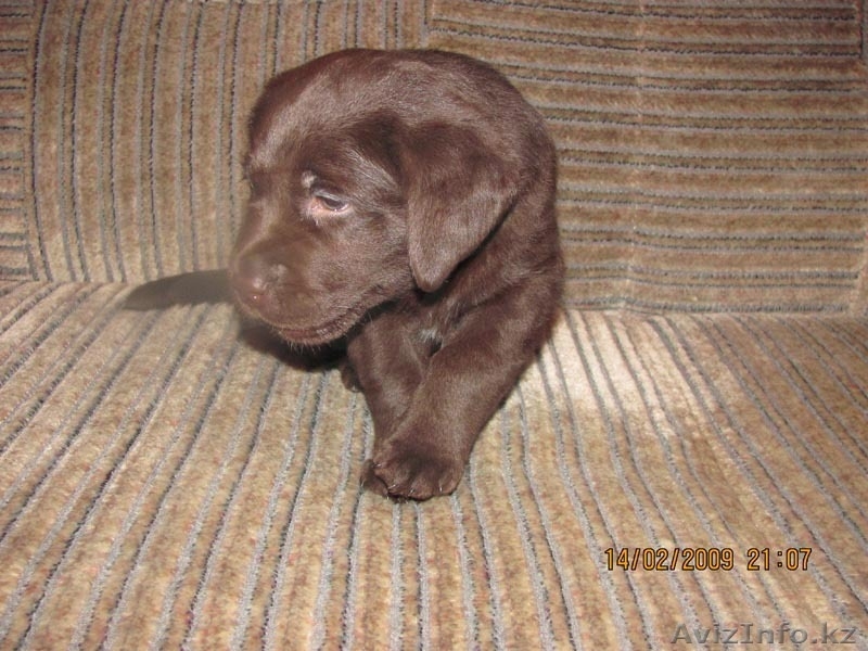 Продаётся щенок лабрадора ретривера  - Изображение #1, Объявление #321171