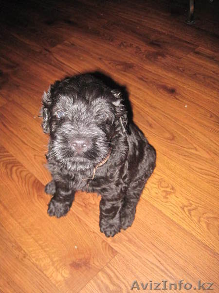  русский чёрный терьер, щенки - Изображение #2, Объявление #326451