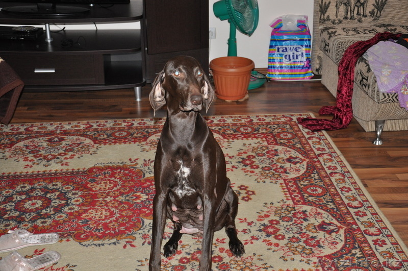 Курцхаар,продам щенков - Изображение #2, Объявление #323700