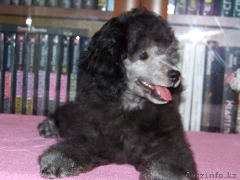 Продам щенков серебристого миниатюрного пуделя - Изображение #3, Объявление #329131