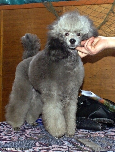 Продам щенков серебристого миниатюрного пуделя - Изображение #1, Объявление #329131