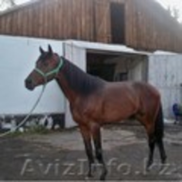 Обучение верховой езде, прокат и продажа лошадей чистокровной породы  - Изображение #2, Объявление #311959