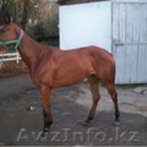 Обучение верховой езде, прокат и продажа лошадей чистокровной породы  - Изображение #3, Объявление #311959