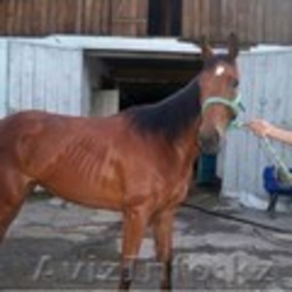 Обучение верховой езде, прокат и продажа лошадей чистокровной породы  - Изображение #4, Объявление #311959