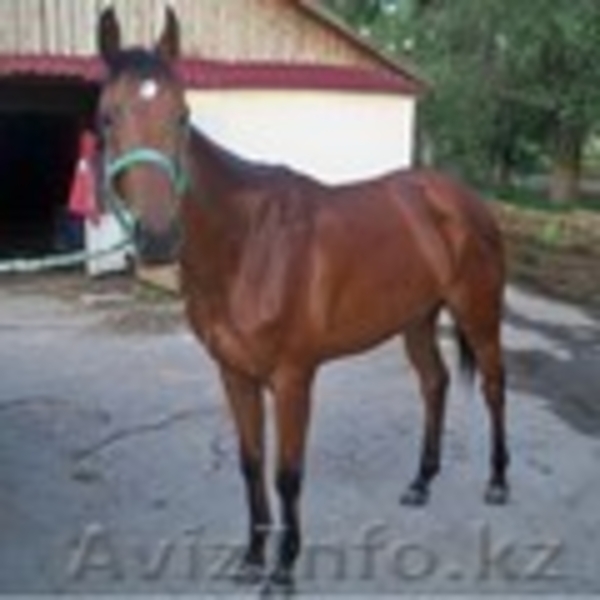 Обучение верховой езде, прокат и продажа лошадей чистокровной породы  - Изображение #1, Объявление #311959