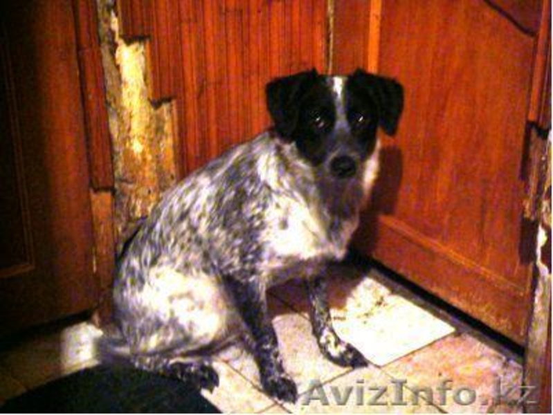 Даром хороший друг! - Изображение #6, Объявление #335532