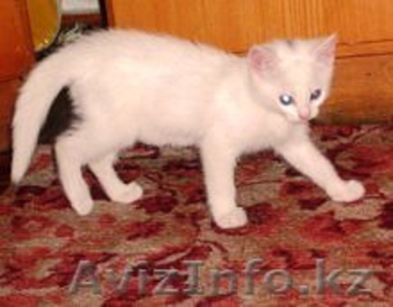 Даром хороший друг! - Изображение #1, Объявление #335532