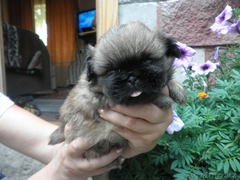 Продам щенков пекинеса - Изображение #1, Объявление #312230