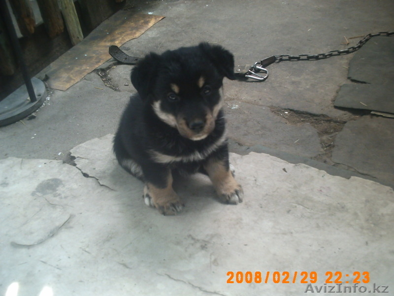 Ищу заботливого хозяина - Изображение #2, Объявление #337727