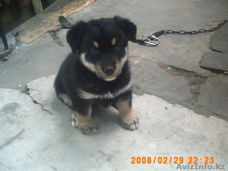 Ищу заботливого хозяина - Изображение #1, Объявление #337727