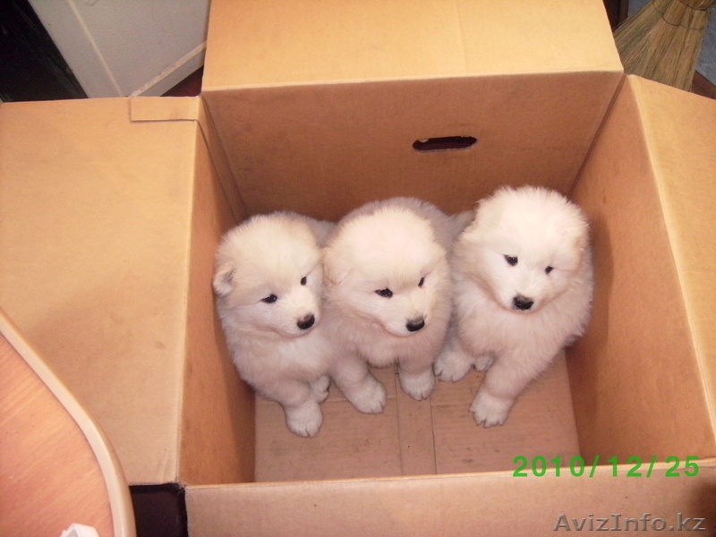 Щенки Самоедской лайки (пушистенький) - Изображение #2, Объявление #338074