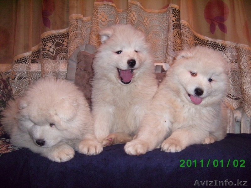 Щенки Самоедской лайки (пушистенький) - Изображение #3, Объявление #338074
